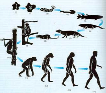 Afbeeldingsresultaat voor la evolucion de las especies