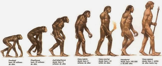 ¿Cómo fue la evolución del hombre según la teoría evolucionista?